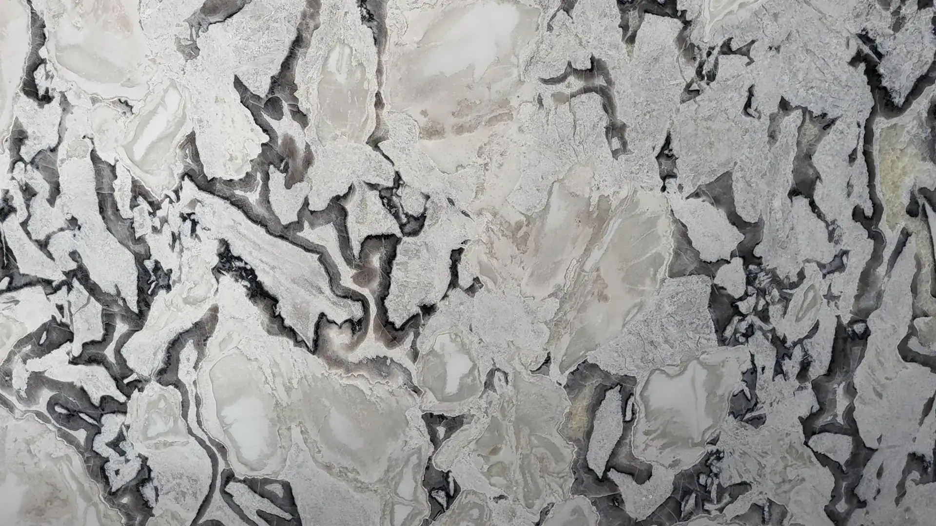 dover white oyster