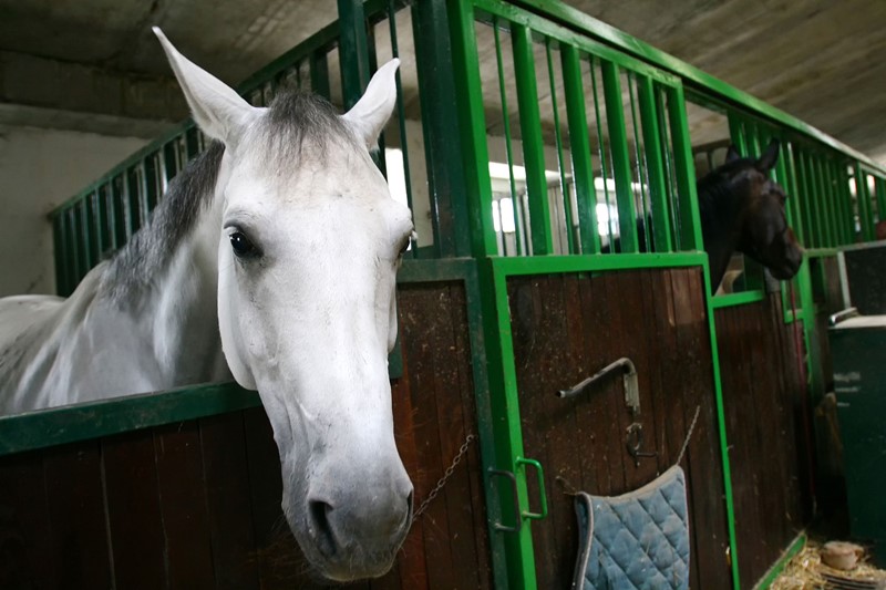 paardenaccommodatie als onderdeel van de eigen woning?